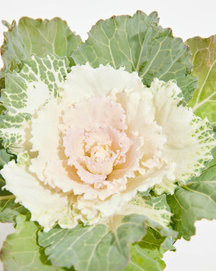 White Ornamental Cabbage, Lively Root, Plant, , , , 
