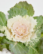 White Ornamental Cabbage Featured Image