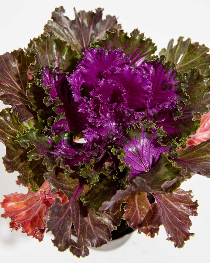Crystal Red Ornamental Kale, Lively Root, Plant, , , , 