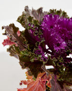 Crystal Red Ornamental Kale Featured Image