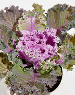 Pink Ornamental Kale Featured Image