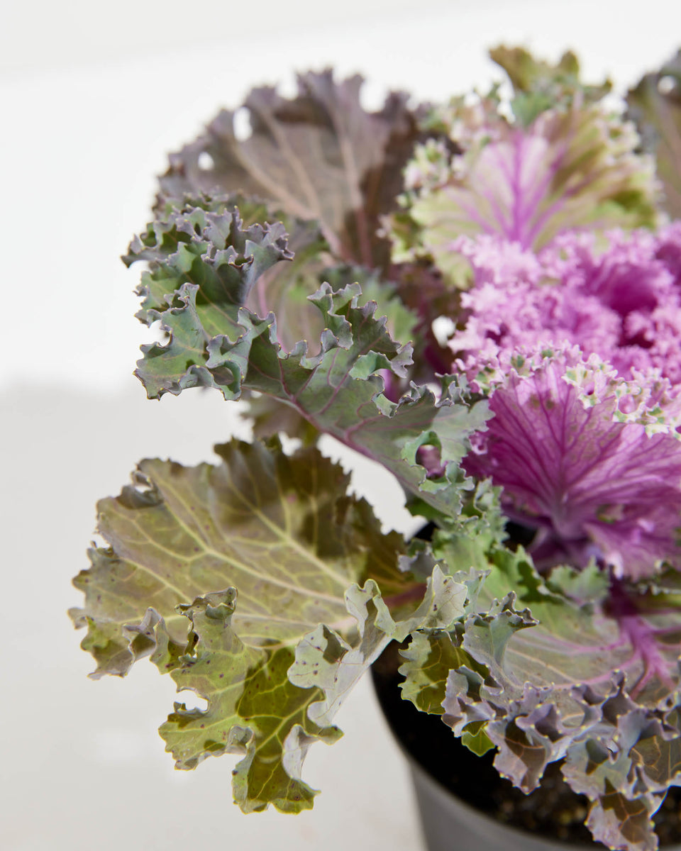 Pink Ornamental Kale Featured Image