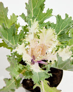 White Ornamental Kale Featured Image