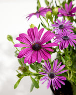 African Daisy Osticade™ Purple Featured Image