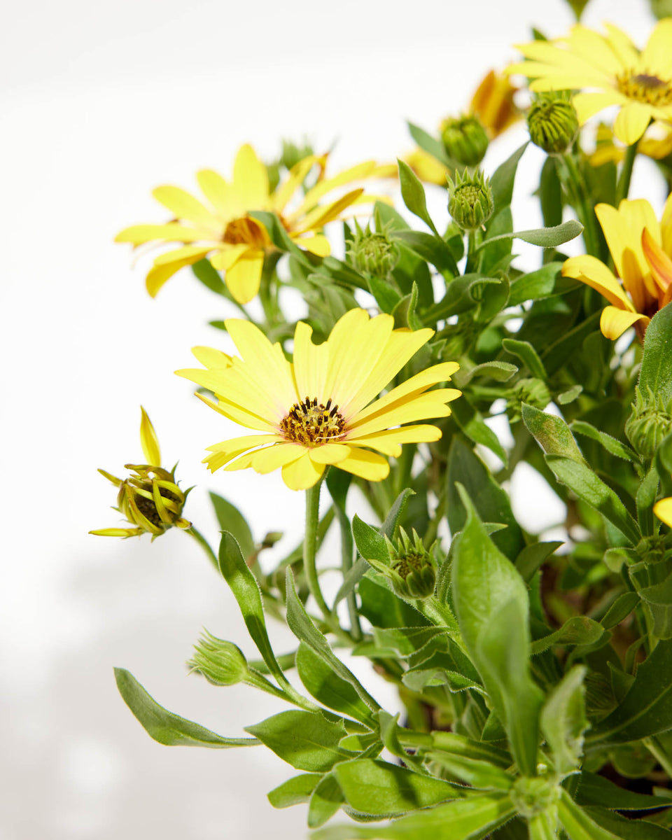 Yellow African Daisy Featured Image