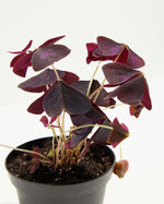 Oxalis Triangularis Purple Featured Image