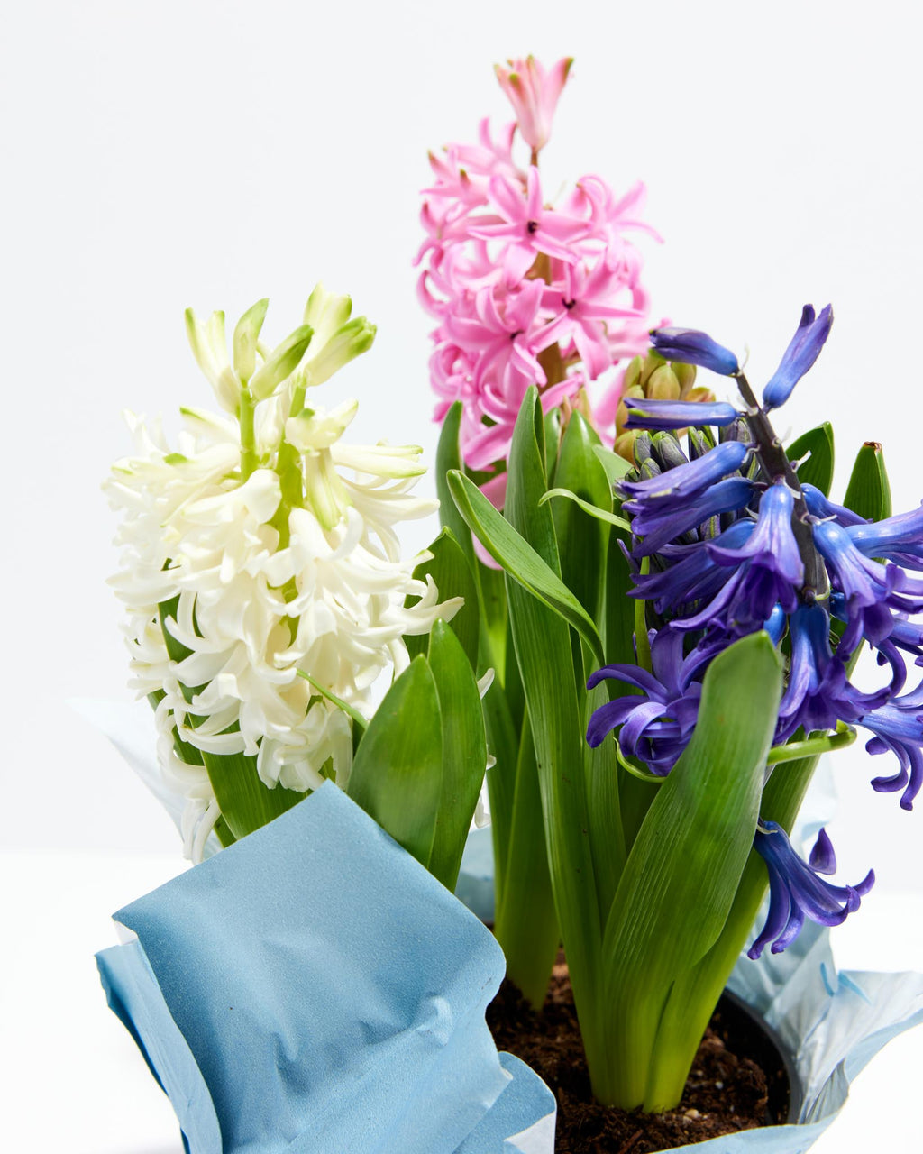 Parade TriColor Easter Hyacinth Lively Root