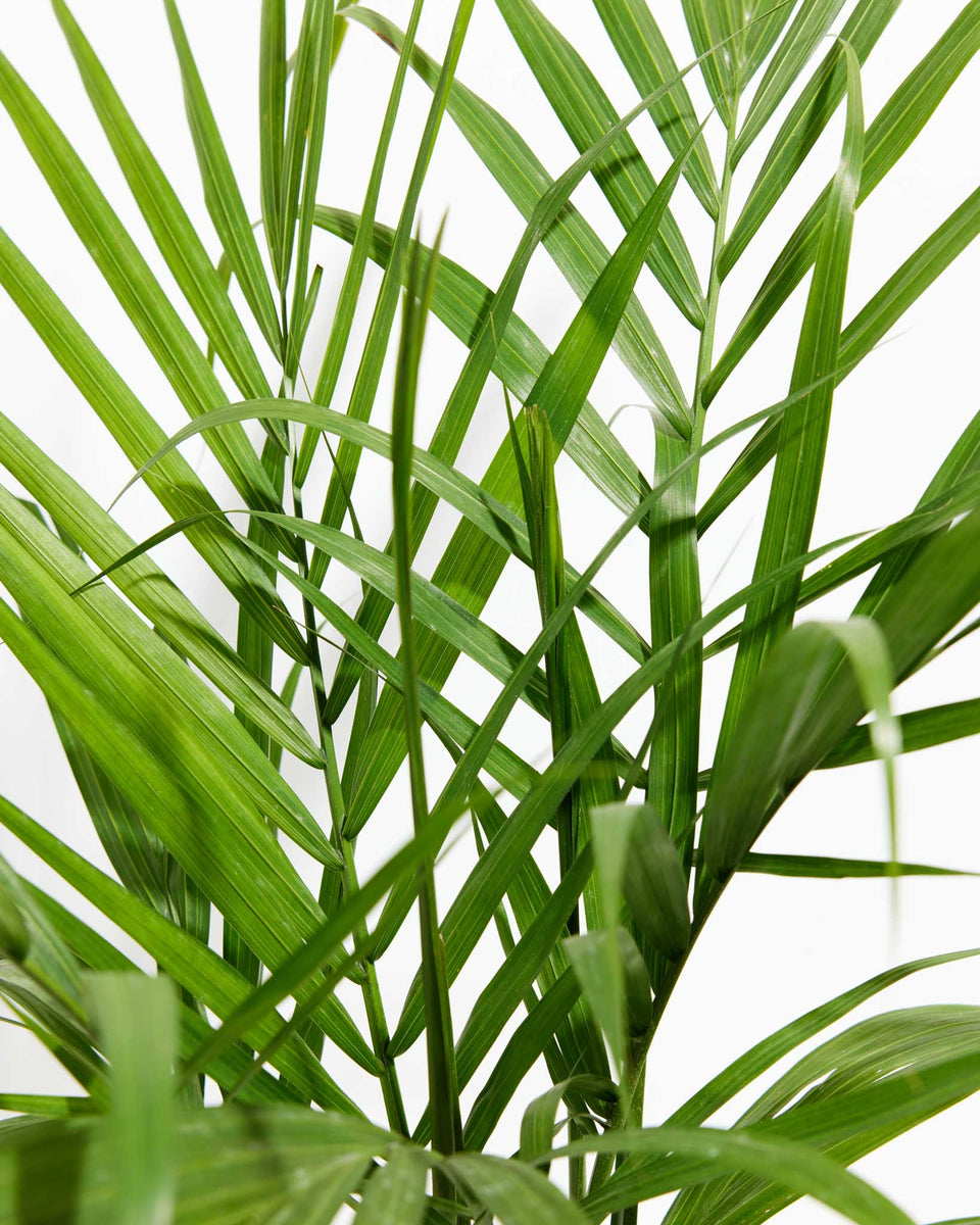 Areca palm Featured Image