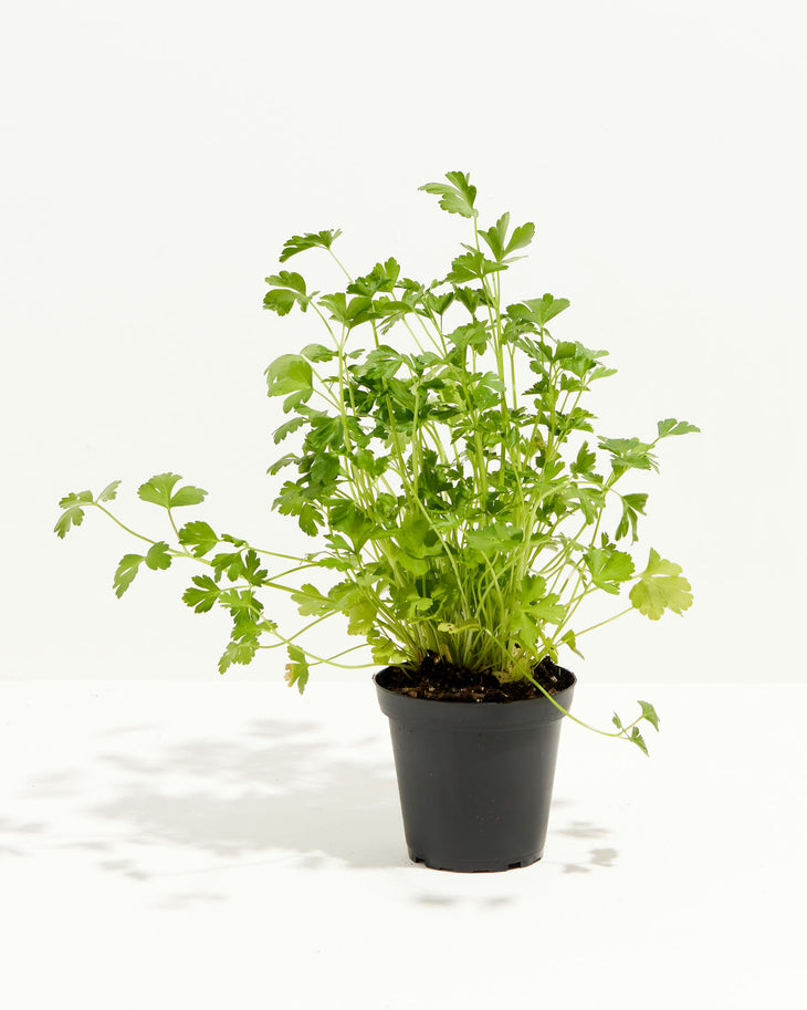 Parsley Italian, Lively Root, Plant, Size, Small, , 