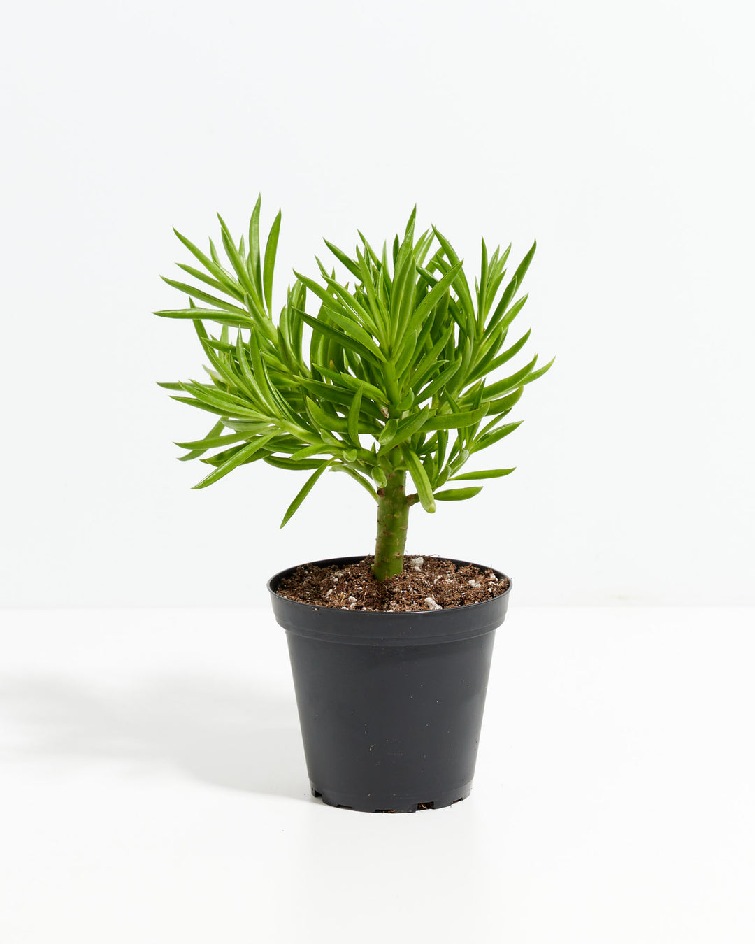 green bean house plant Peperomia Green Bean | House Plants