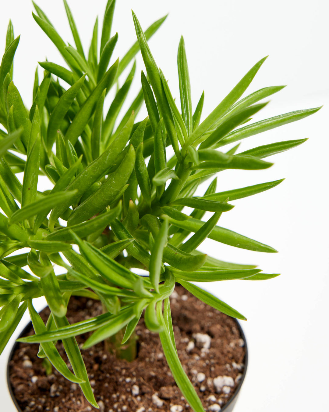 succulent that looks like beans Peperomia Green Bean | House Plants