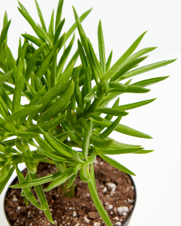 green bean house plant Peperomia Green Bean | House Plants
