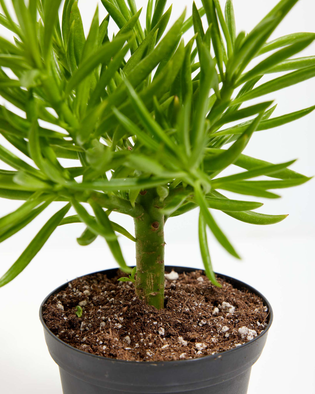 succulents that look like green beans Peperomia Green Bean | House Plants