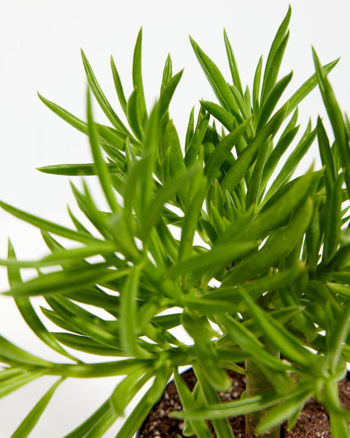 bean looking succulent Peperomia Green Bean | House Plants
