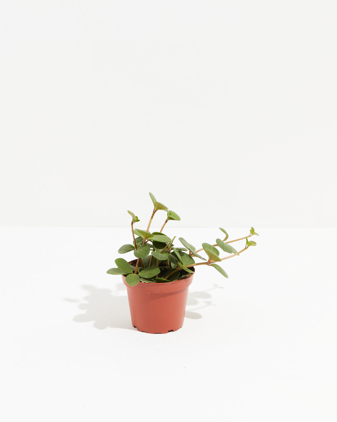hope house plant Peperomia Hope | Rare Plant | Pet Friendly