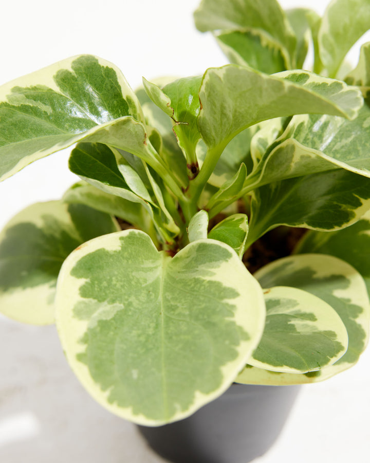 rubber tree peperomia Baby Rubber Plant (Variegated) | Peperomia