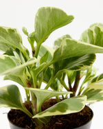 Variegated Baby Rubber Plant (Peperomia) Featured Image
