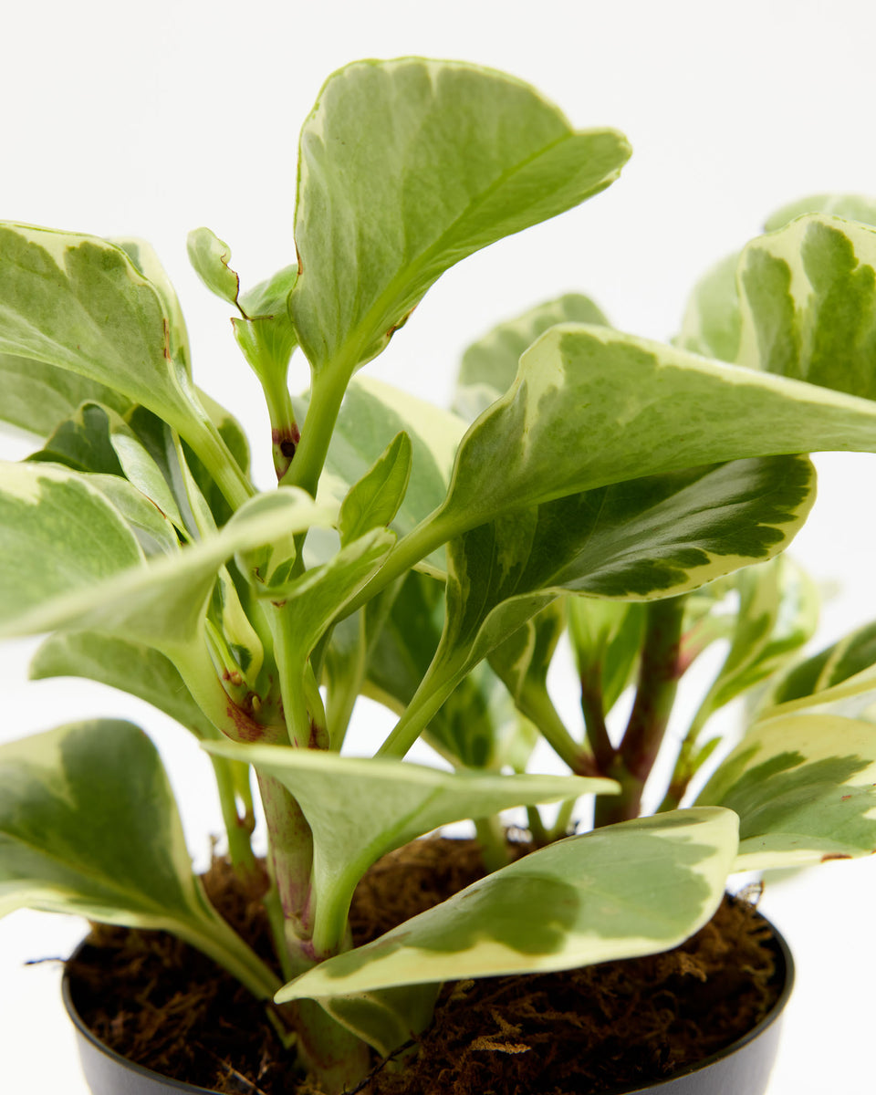 Baby Rubber Plant (Peperomia) Featured Image