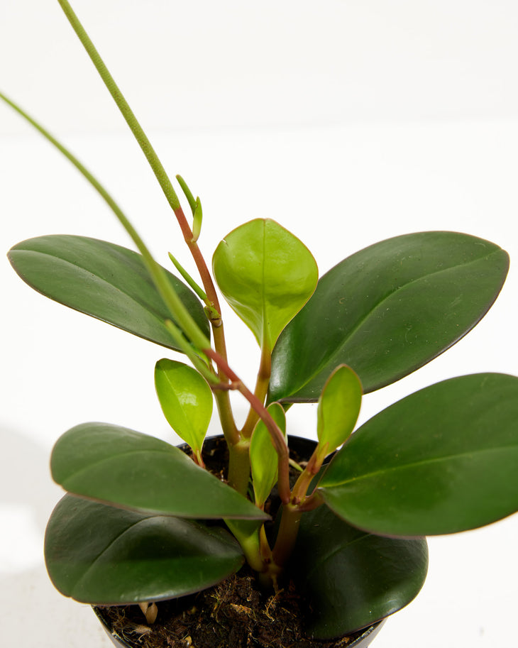 Peperomia "Red Margin", Lively Root, Plant, , , , 