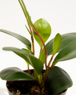Peperomia Red Margin Featured Image