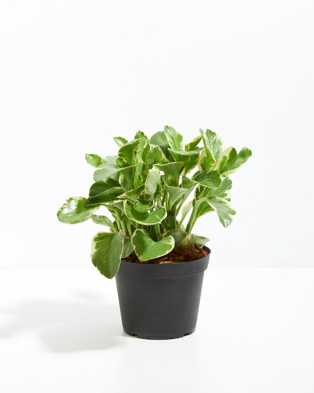 rubber tree small leaves Baby Rubber Plant (Variegated) | Peperomia