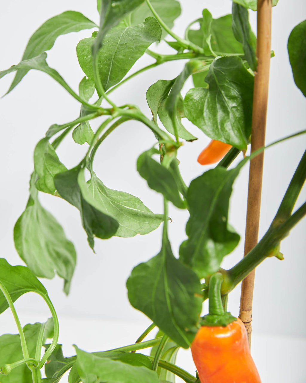 Pepper Yum Yum Mix Seedless Fruit Plant Lively Root