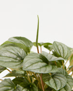 Peperomia Frost Featured Image