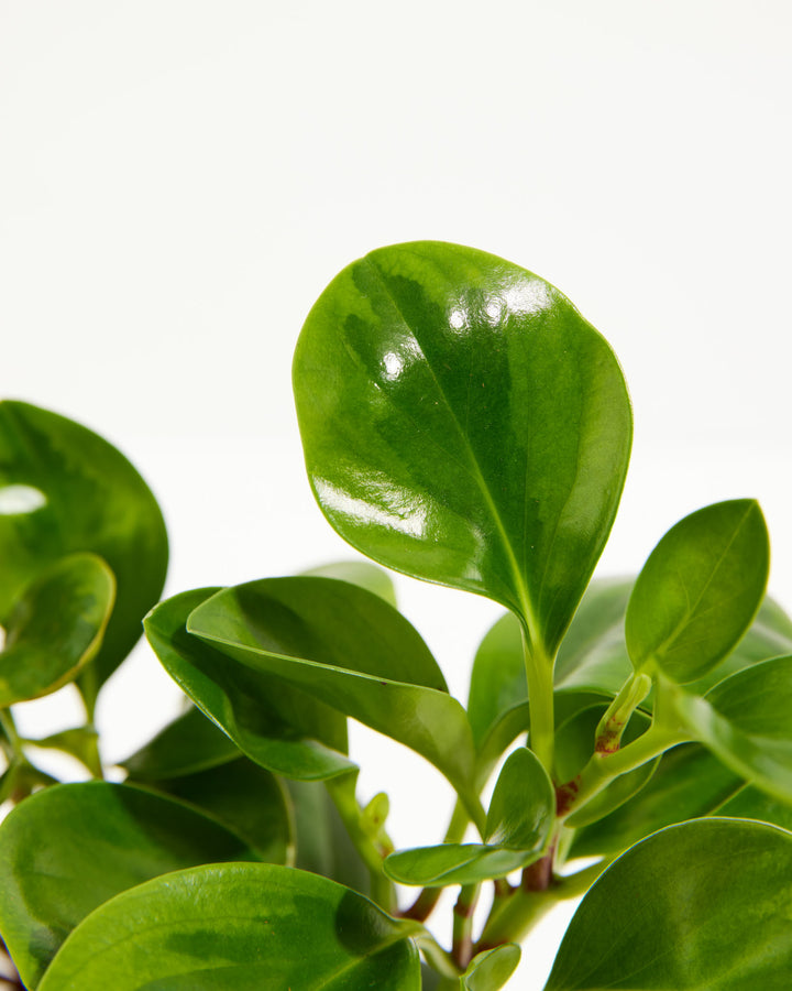 Variegated Peperomia Lemon Lime, Lively Root, Plant, , , , 