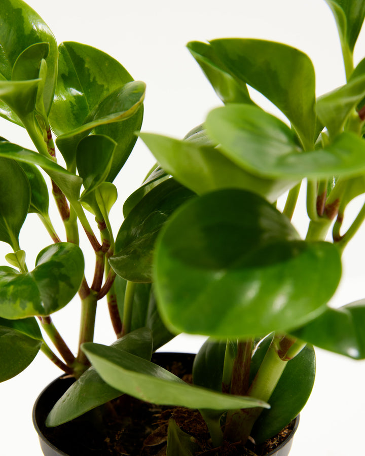Variegated Peperomia Lemon Lime, Lively Root, Plant, , , , 