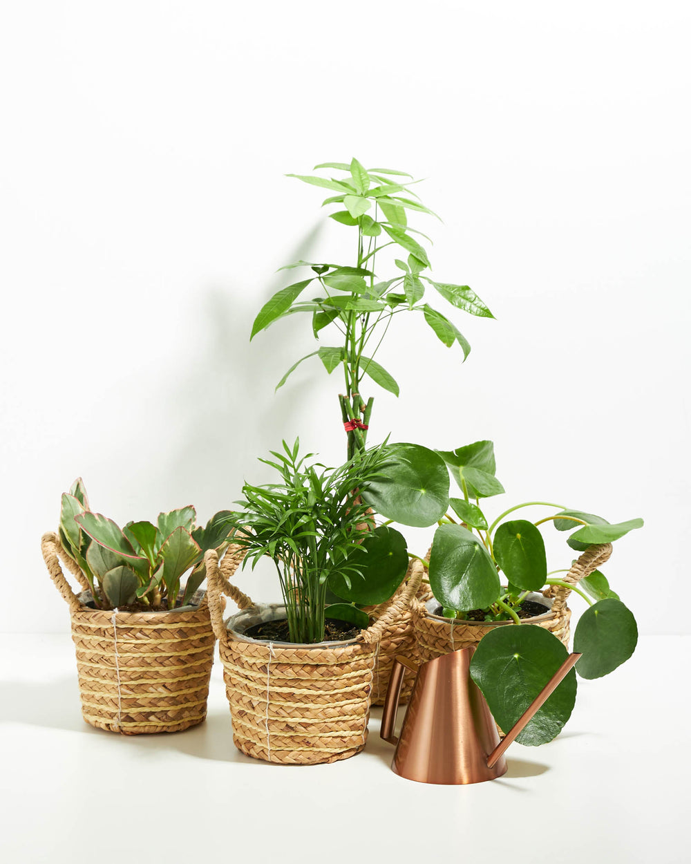 Perfectly Sized Pet-Friendly Assortment of four cat and dog safe houseplants in woven seagrass basket planters with copper watering can on white background