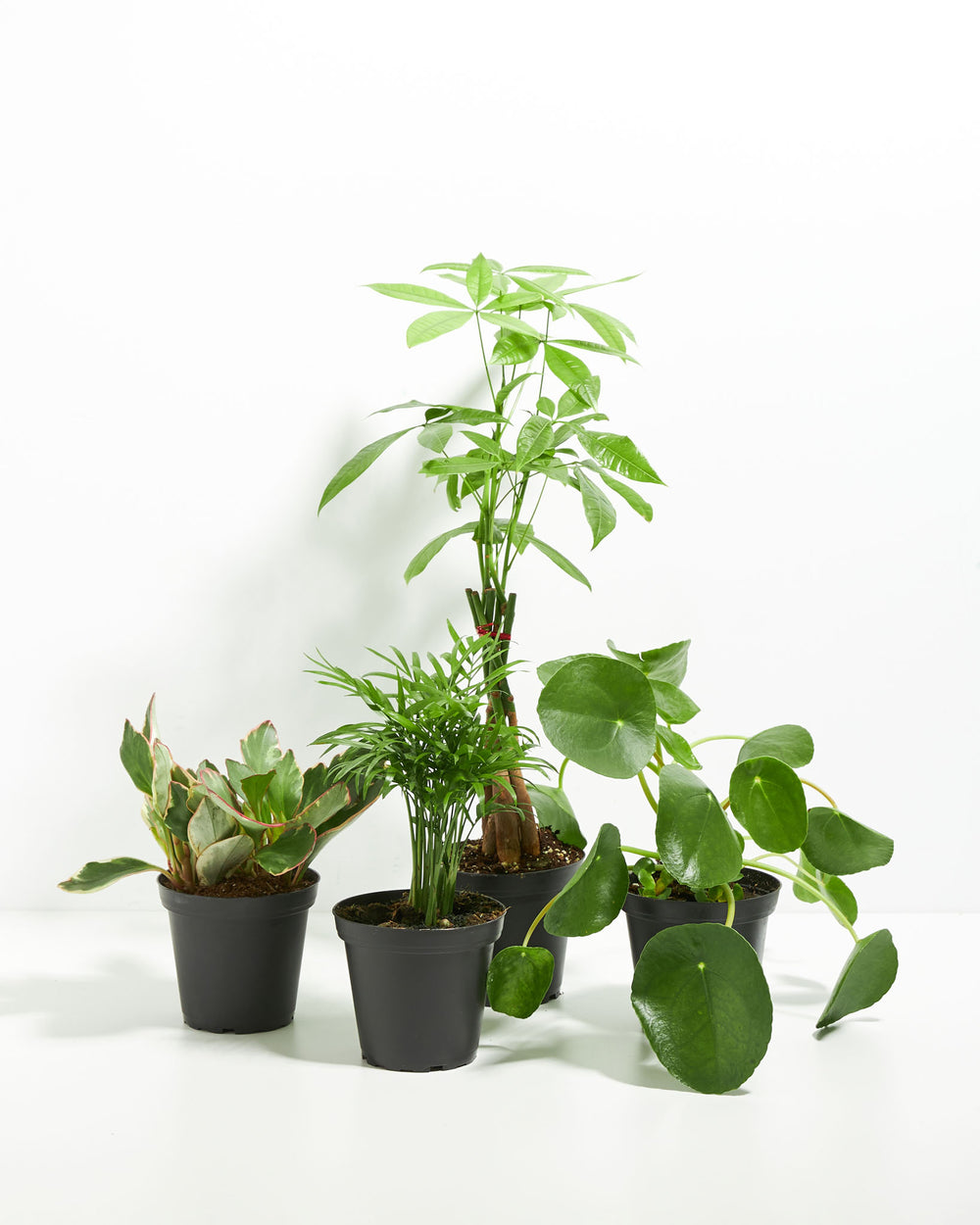 pets plants and pots Perfectly Sized Pet-Friendly Plant Collection | Non Toxic