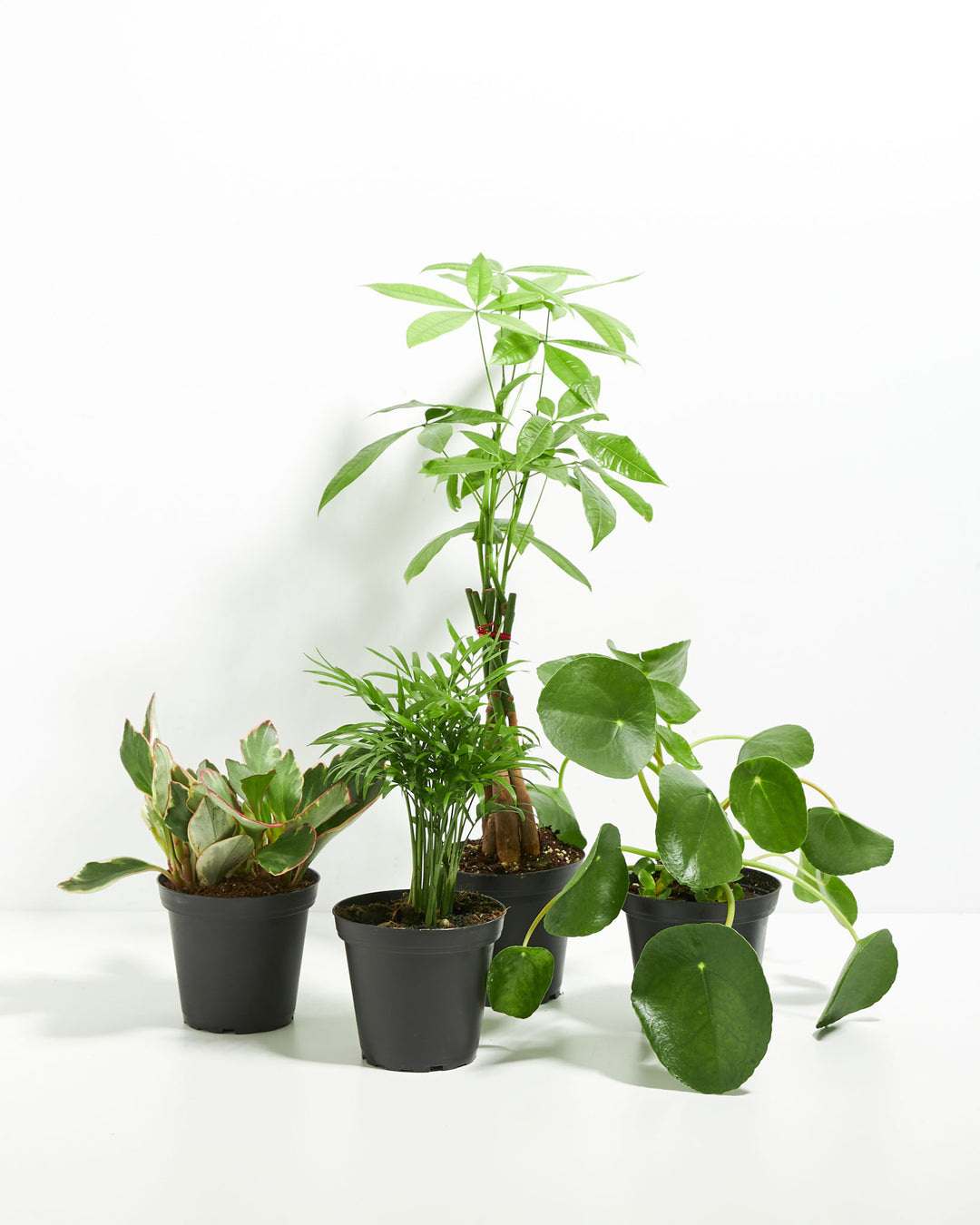 indoor plants pet friendly Perfectly Sized Pet-Friendly Plant Collection | Non Toxic