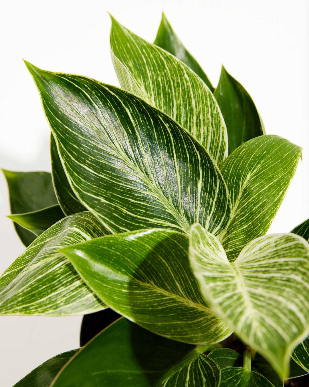 philodendron birkin nz Philodendron Birkin | Indoor Plants