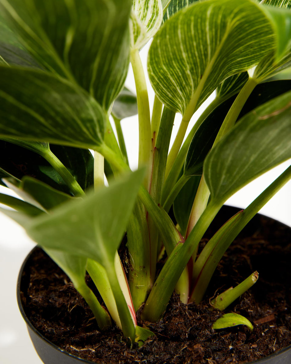 Philodendron Birkin Plant Featured Image