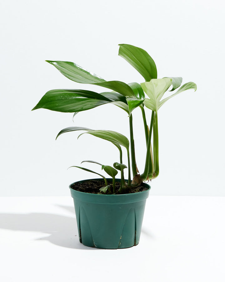 Dragon's Tail Philodendron