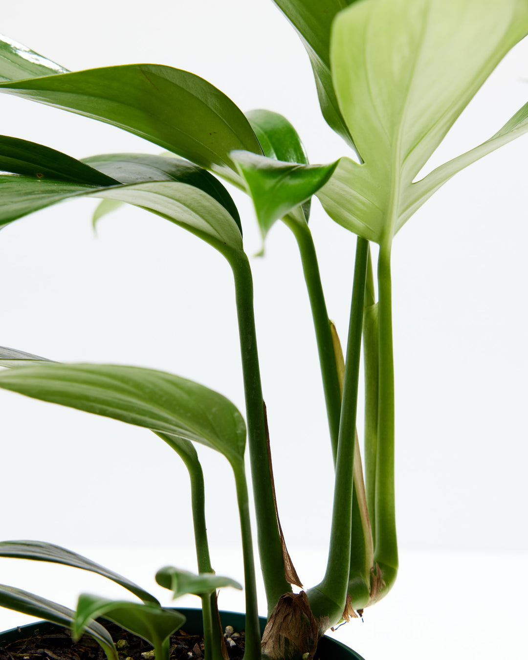 dragons tail pothos Philodendron Dragon's Tail | Special Indoor Plant