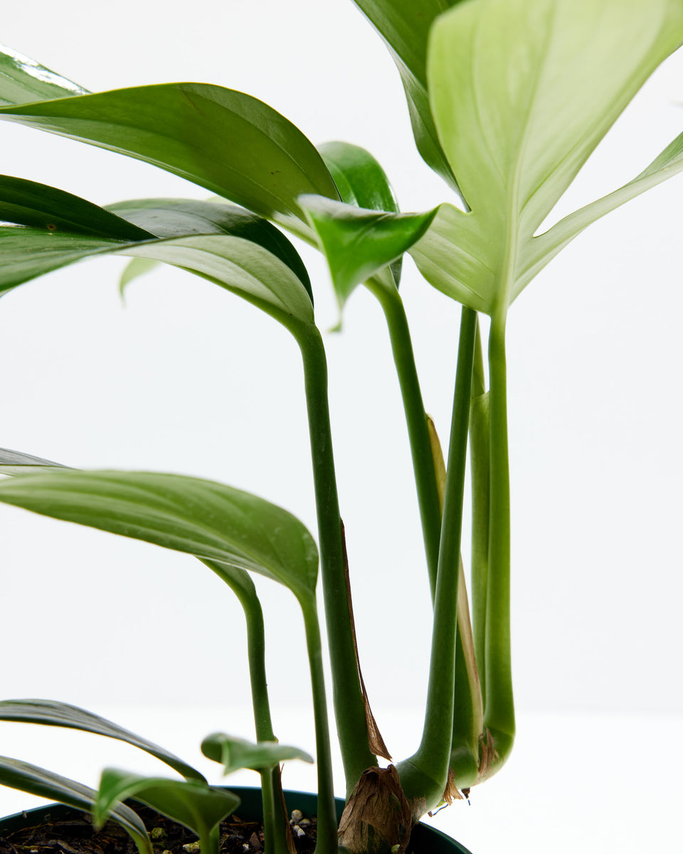 Dragon's Tail Philodendron Featured Image
