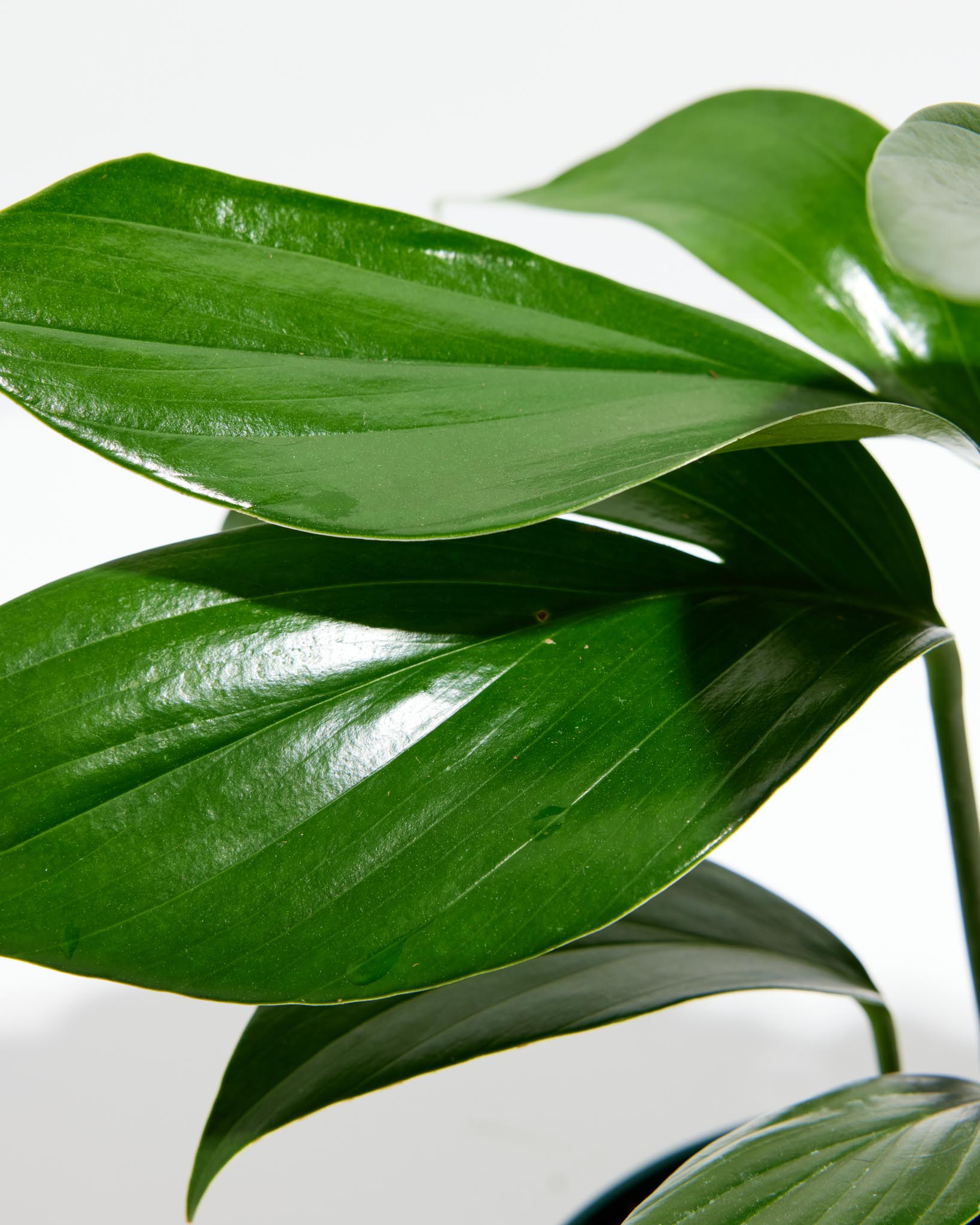 Philodendron Dragon's Tail | Special Indoor Plant