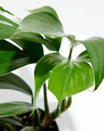 Dragon's Tail Philodendron Featured Image