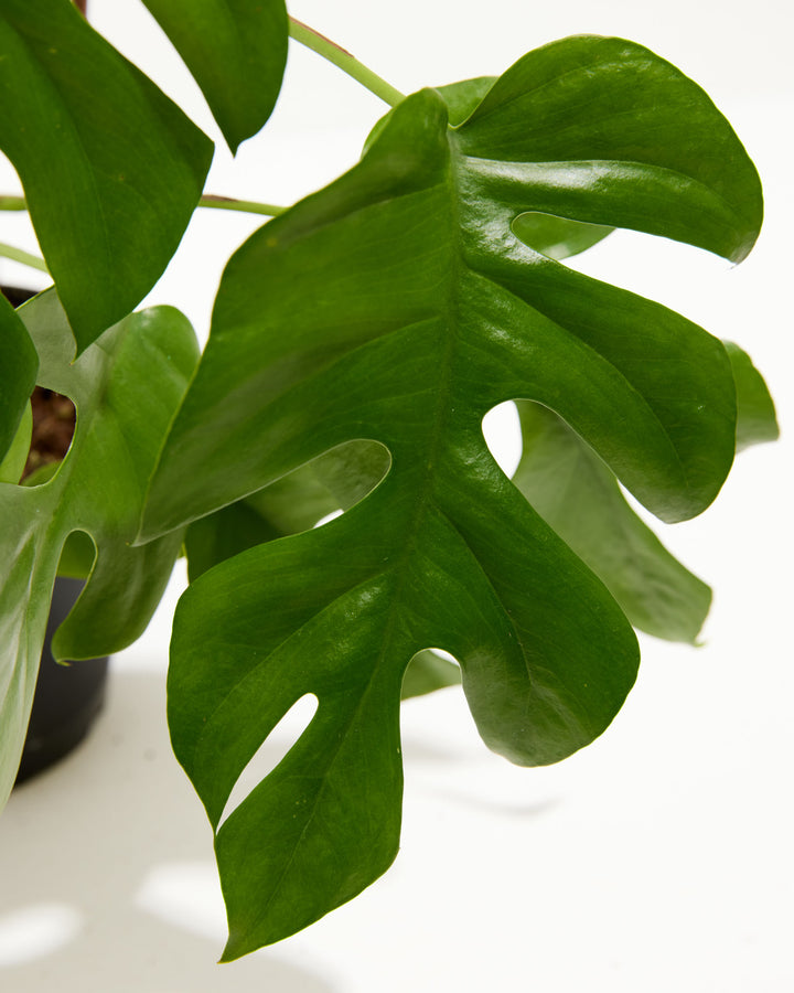 philodendron minima ginny Mini Monstera (Philodendron Ginny) For Sale With Care Guide Small / Eco Pot / Chai