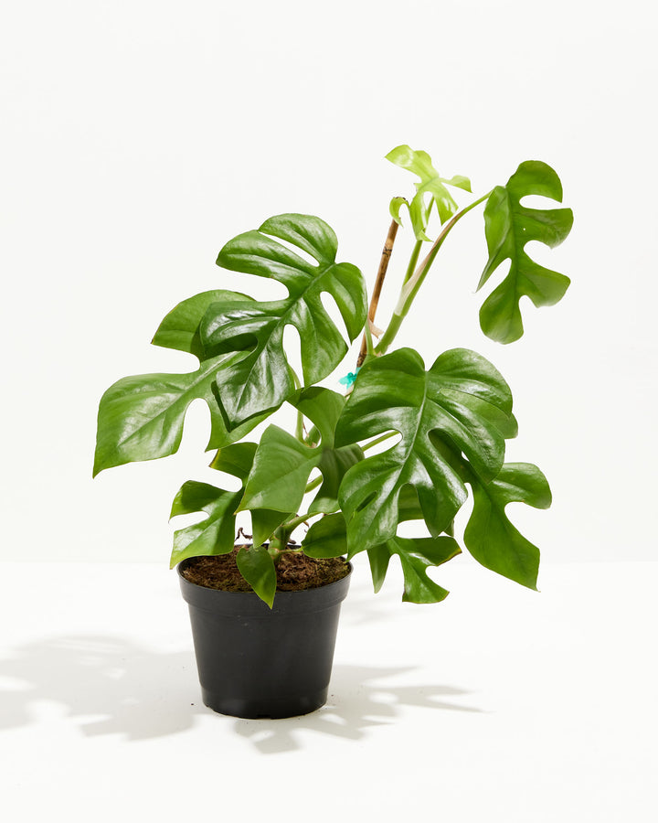 Philodendron Ginny, Lively Root, Plant, Size, Medium, , 