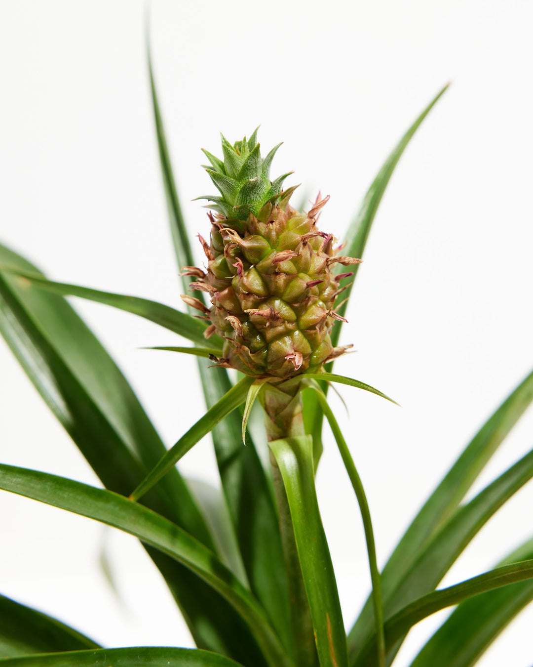 dwarf pineapple plant for sale uk Pineapple Plant for Sale | Tropical Plants