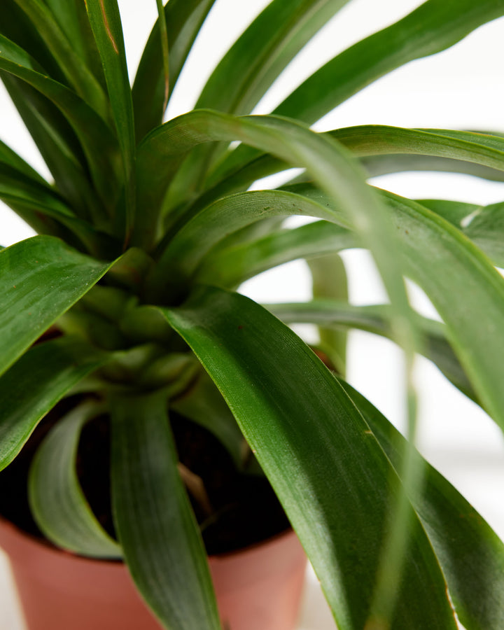 asda pineapple plant to buy Pineapple Plant for Sale | Tropical Plants