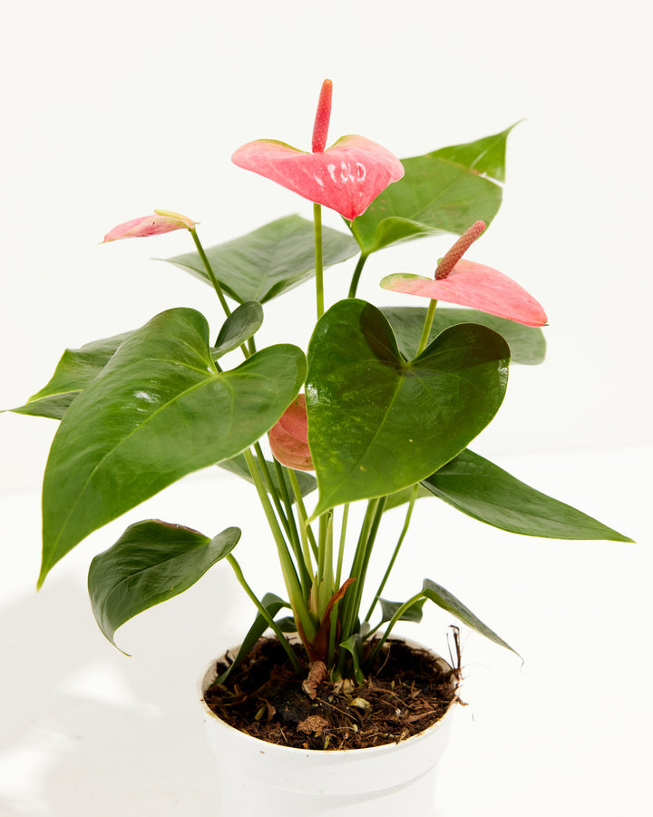 anthurium rose pale Pink Anthurium | Exotic & Vibrant Blooms