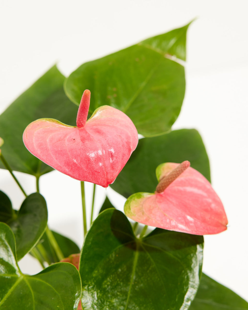Pink Flamingo Flower Featured Image