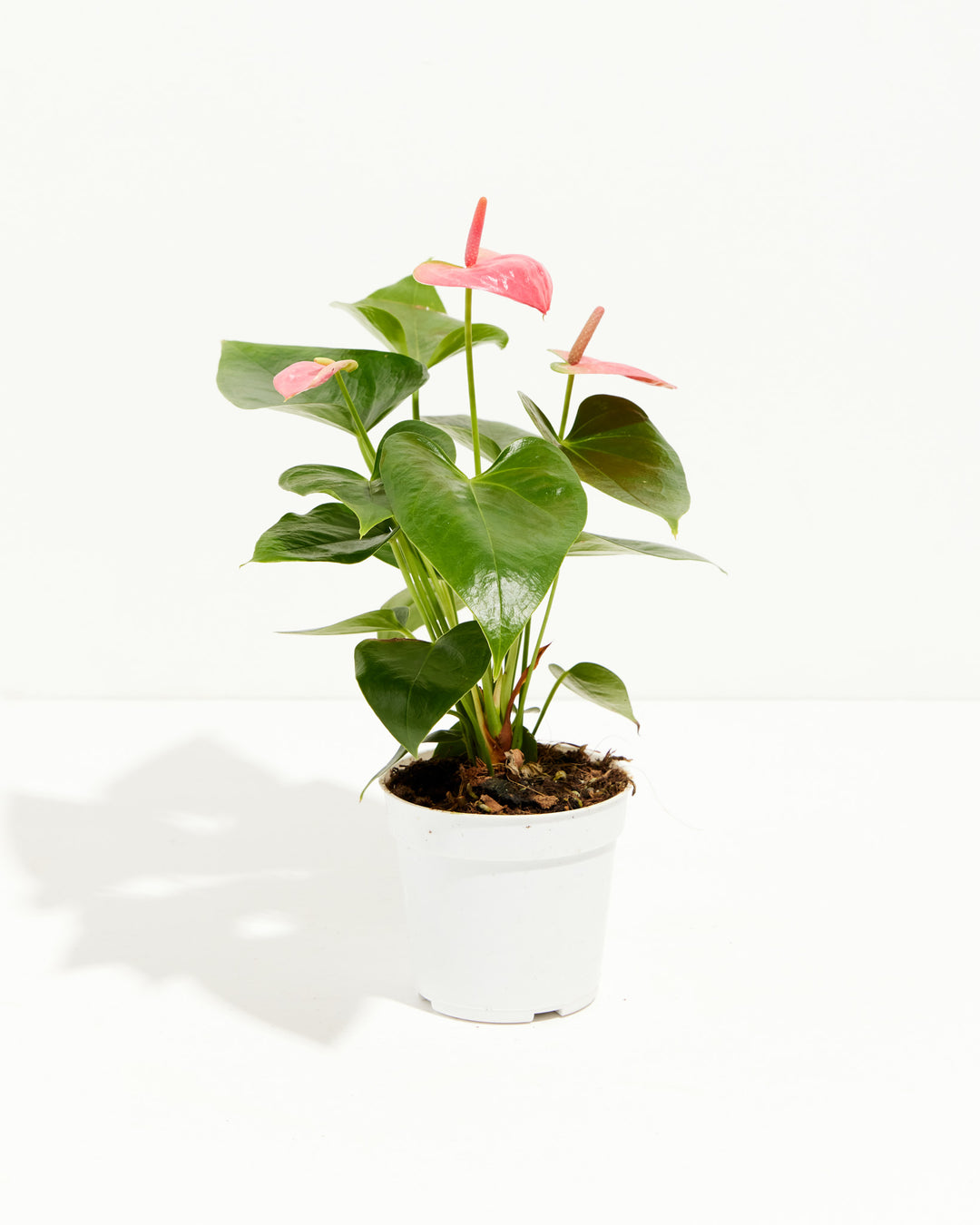 pink anthurium andraeanum Pink Anthurium | Exotic & Vibrant Blooms