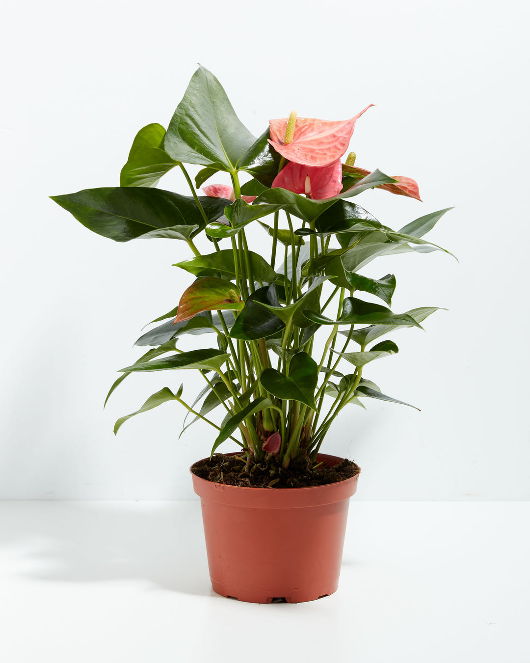 Pink Anthurium