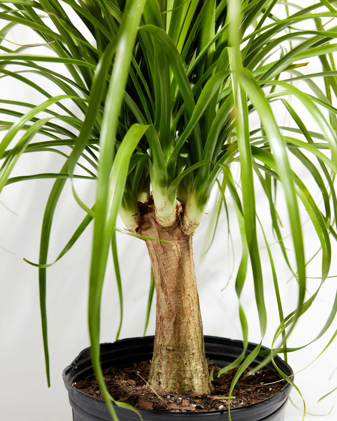 ponytail palm bent leaves Ponytail Palm | Palm Trees For Sale