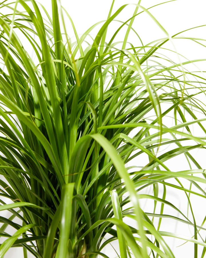 palm looking plants Ponytail Palm | Palm Trees For Sale