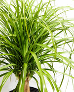 Ponytail Palm Featured Image